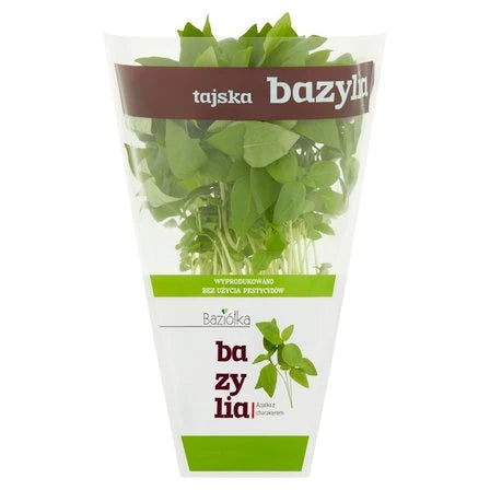 BAZIÓŁKA Bazylia Tajska w doniczce 1 szt.
