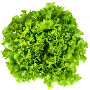 SAŁATA KARBOWANA 1 szt.