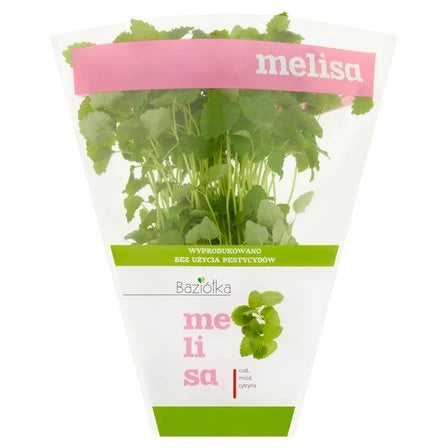 BAZIÓŁKA Melisa w doniczce 1 szt.